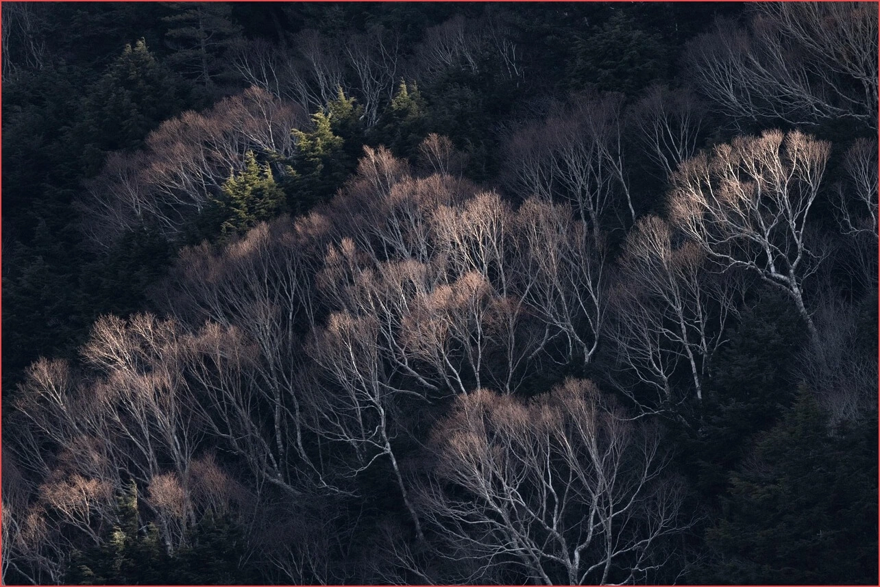 농협 정기예금 금리