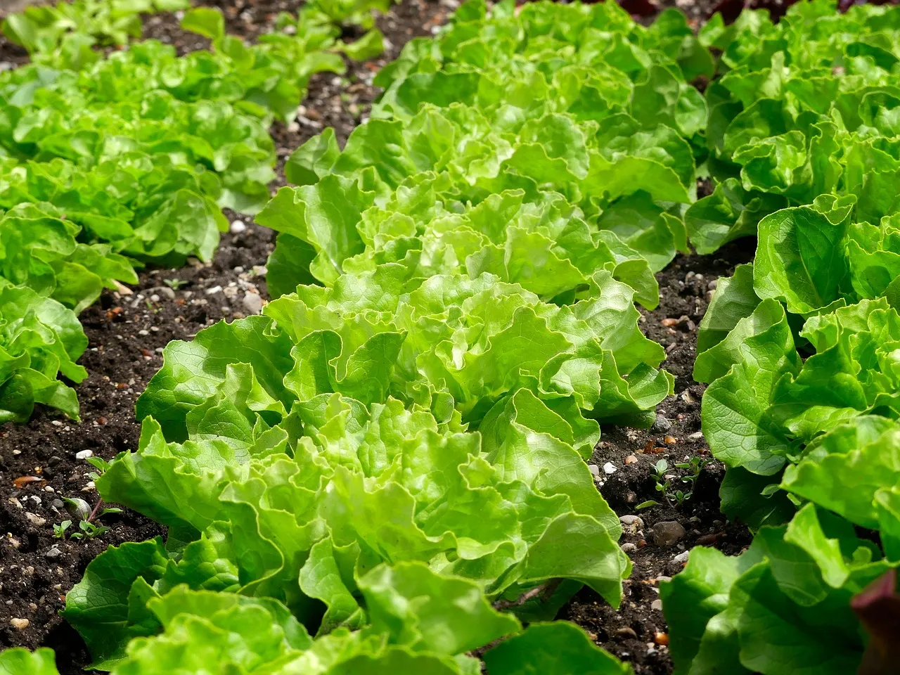 균형 잡힌 건강한 밥상이란? 기본 구성과 필수 반찬