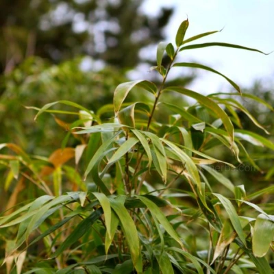 집주변의 대나무와 대나무잎