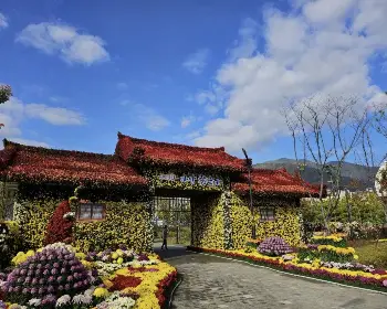 마산 가고파 국화축제_8