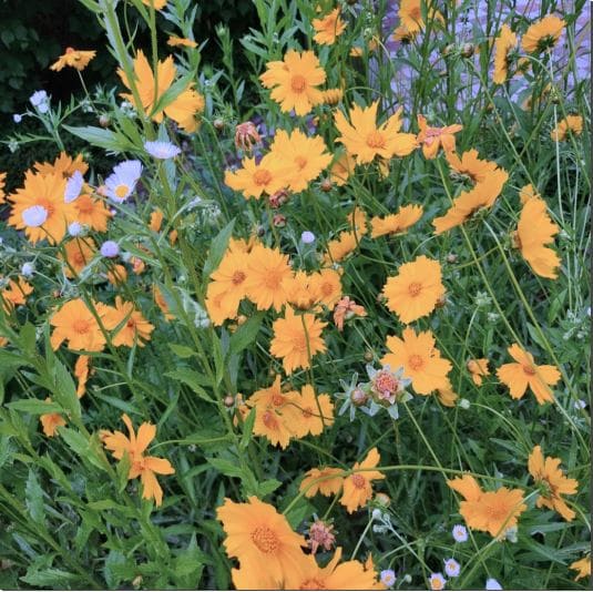 삼잎국화 효능 면역력 강화에 이유, 먹는 법과 부작용