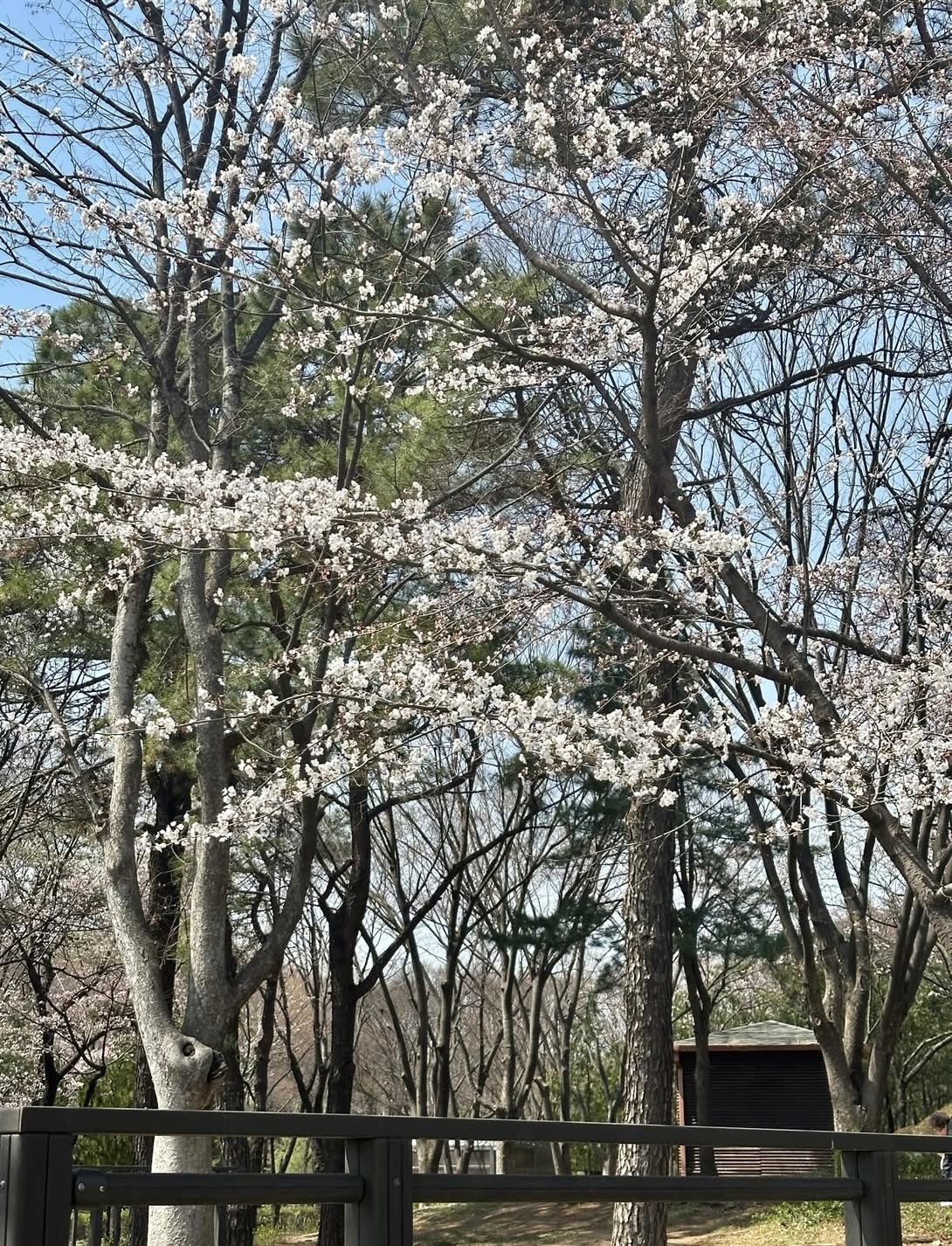 용산가족공원 K-맨발걷기 페스티벌 주차장 완벽 정리 관련사진