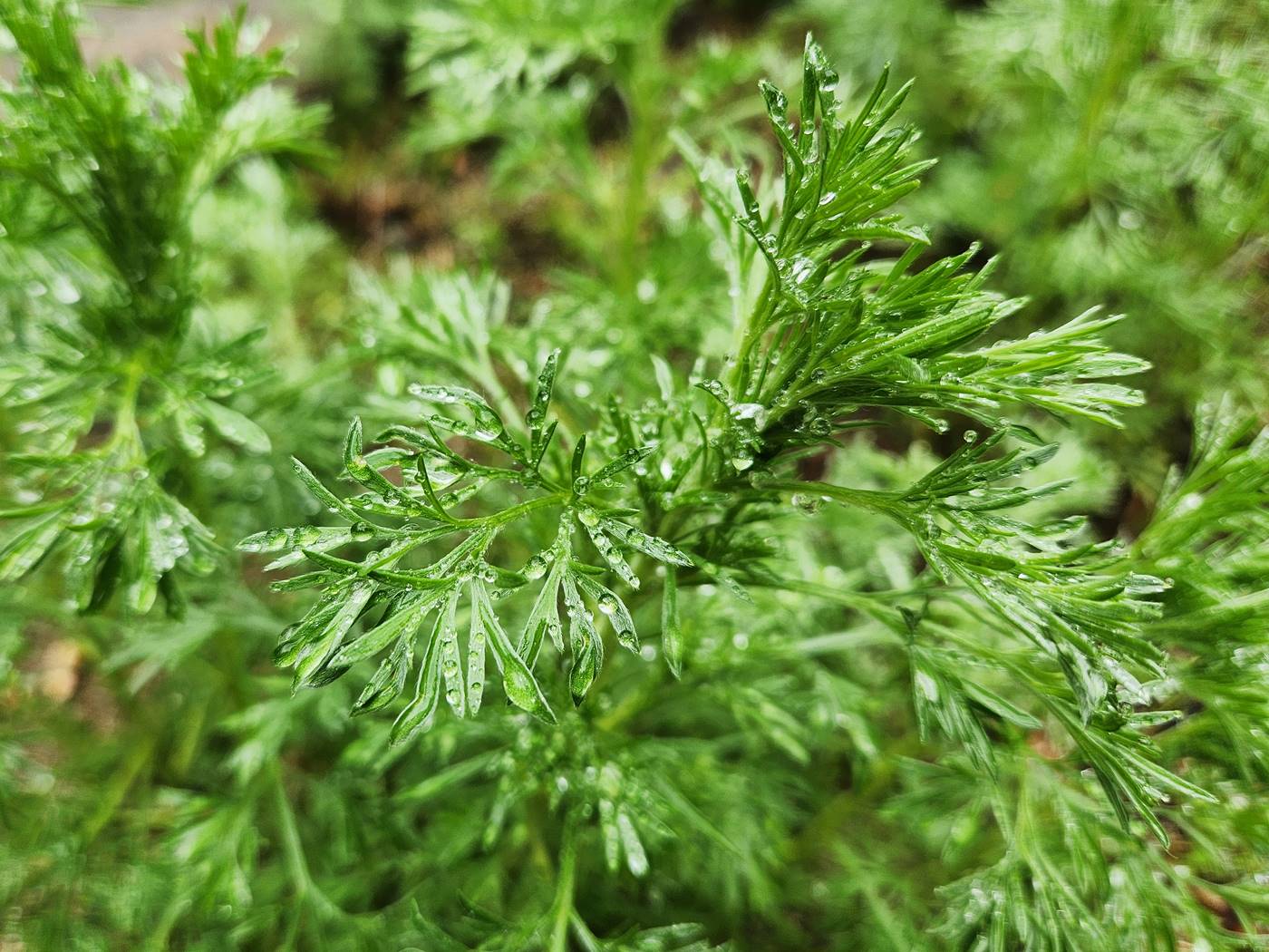 사철쑥
