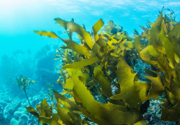 개가 미역을 먹어도 괜찮을까?