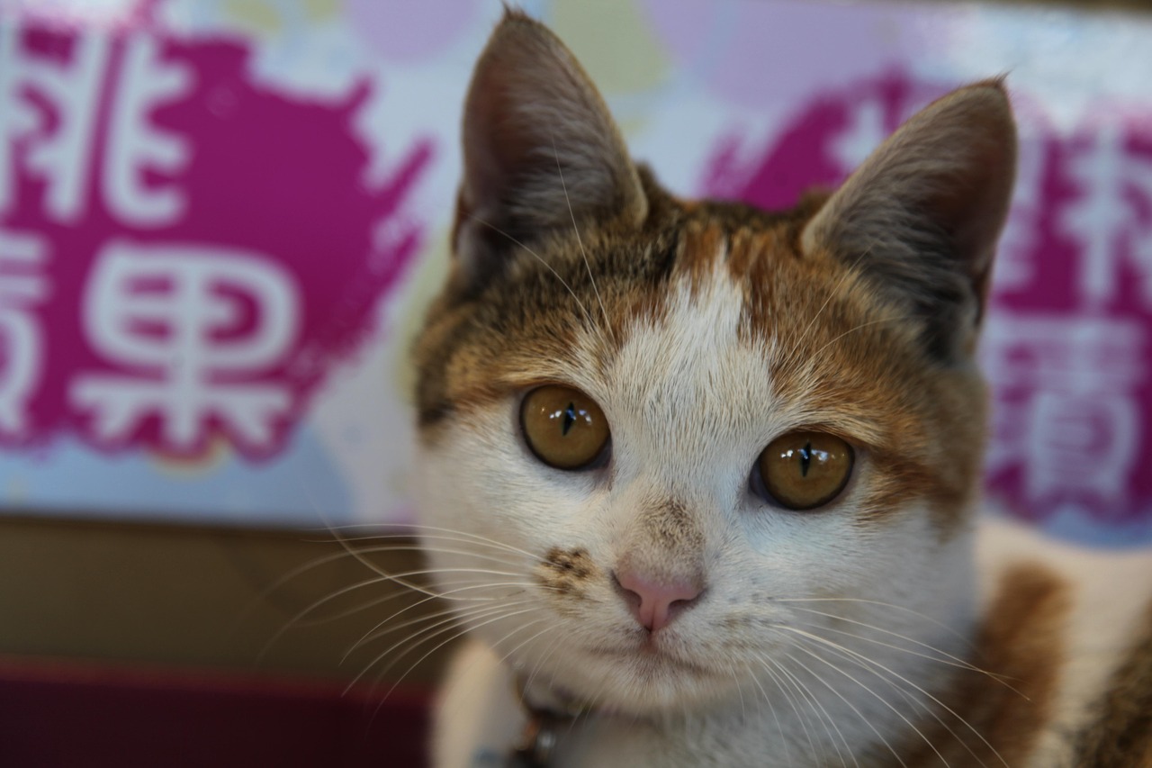 길냥이 문제, 해외는 어떻게 해결했을까? 미국·대만·영국의 비밀 전략 공개