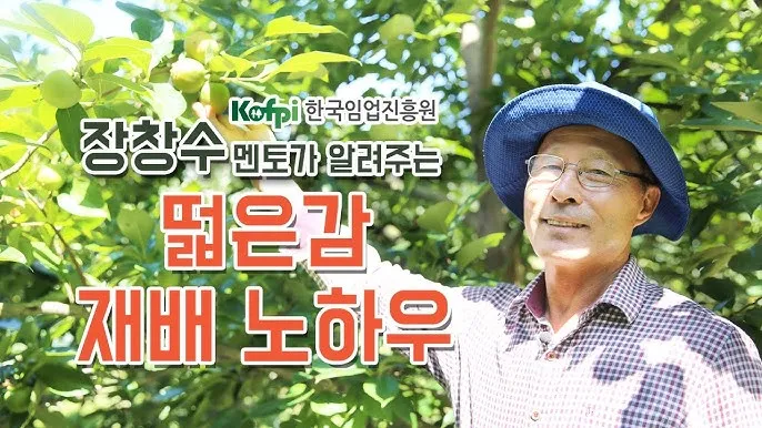 감 재배 탄저병 방제 가지 치기 저장 요령_6