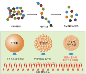 저분자콜라겐트리펩타이드