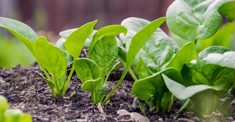 심장 건강에 좋은 음식 관련 사진 - 7