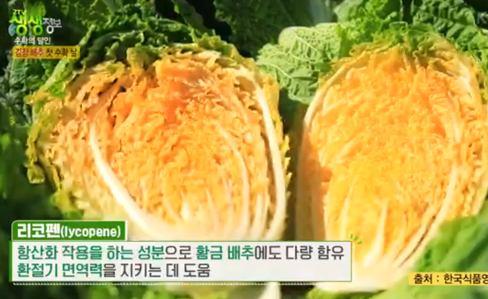 솔바위농장 해남배추