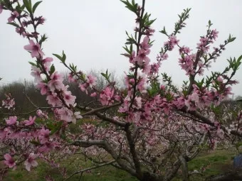 복숭아 나무 한살이 시기_15