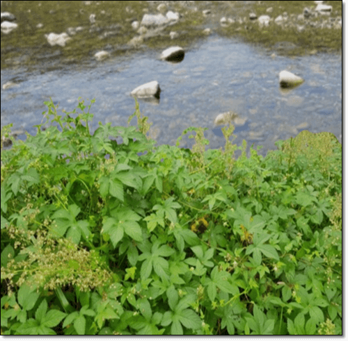 하천 가에 자생하는 환삼덩굴