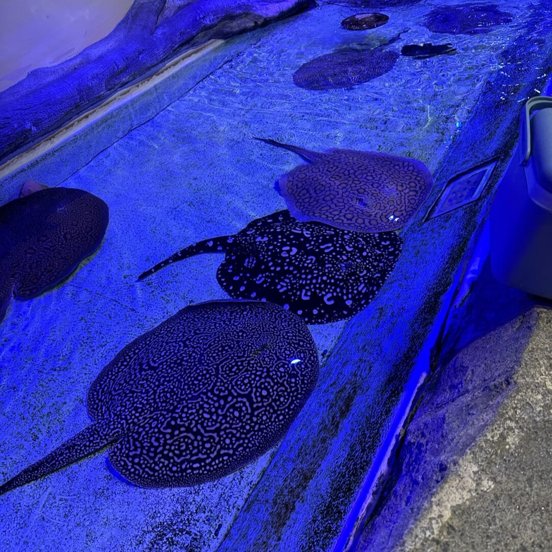 아르티스 테마파크 담수 가오리 수조 관찰 공간