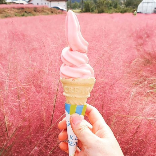 2025 고창청농원 라벤더 축제