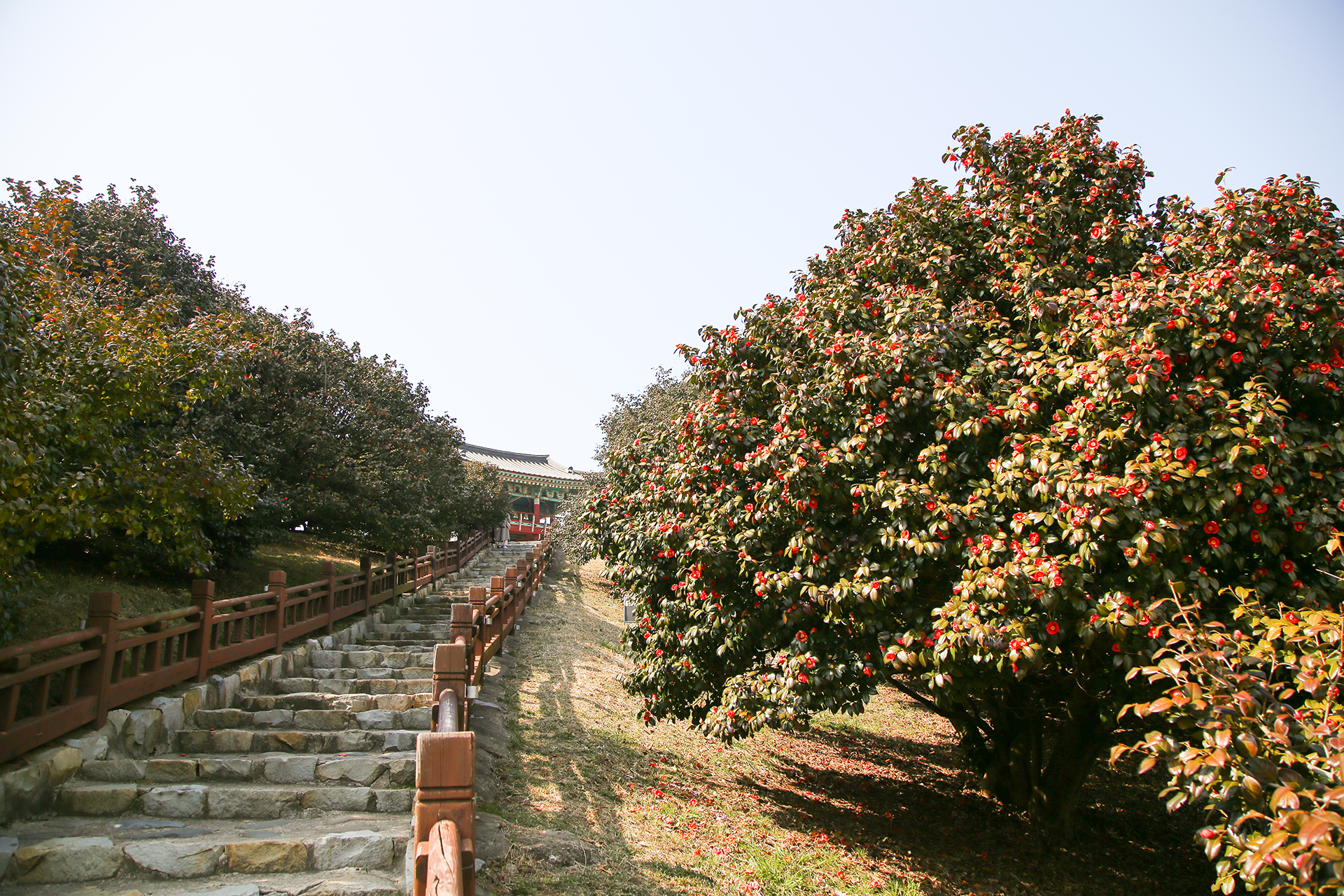 서천 동백꽃 주꾸미 축제 마량진항 바다 풍경 봄나들이