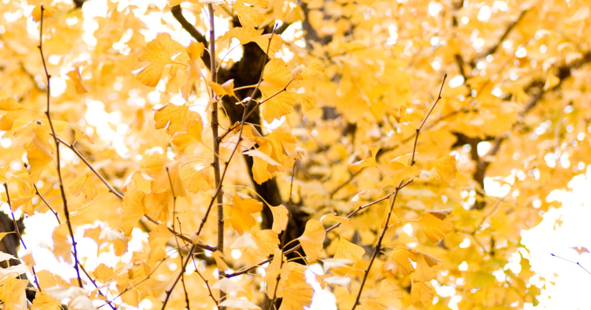 계절의 변화를 세분화한 24 절기 중 '상강' 이해하기