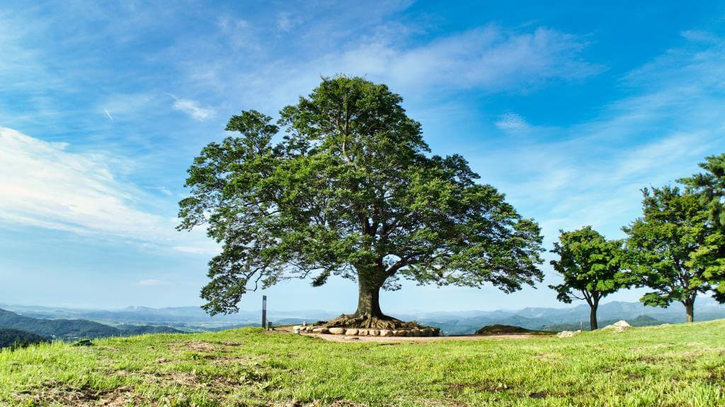 성흥산성 사랑나무 - SNS 핫플 포토존 연인들을 위한 로맨틱 스팟