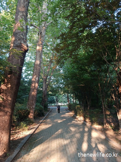 서울 어린이대공원의 정돈된 보도블록 산책로, 일반 방문객과 운동객도 즐길 수 있는 공원 접근 산책길