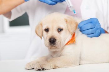 강아지 백신 접종.