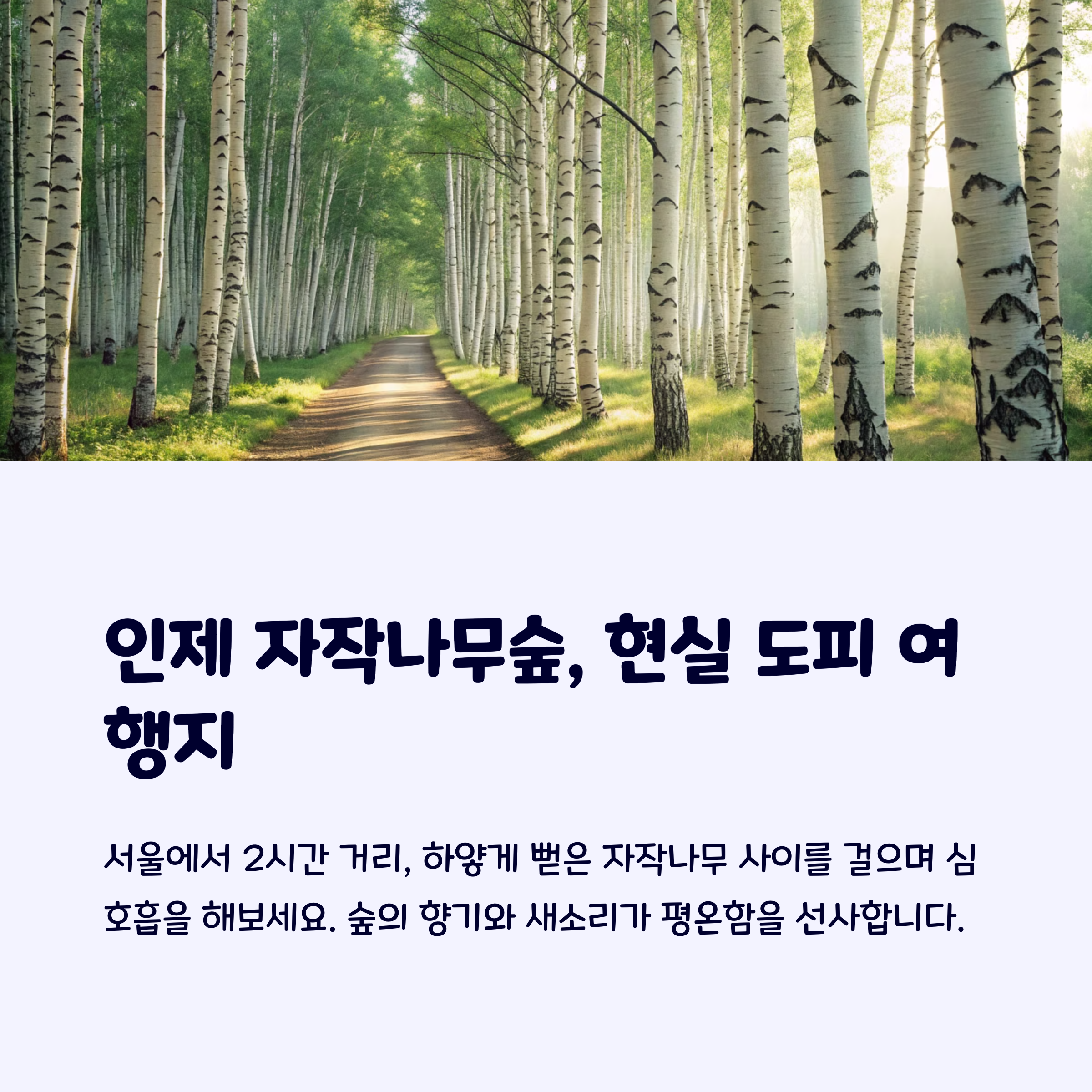 인제자작나무숲