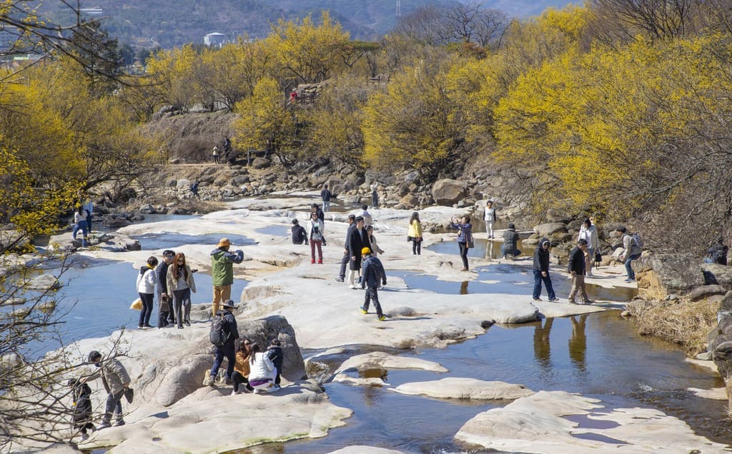 구례산수유축제 일정, 서울에서 당일치기 가능! 2025년