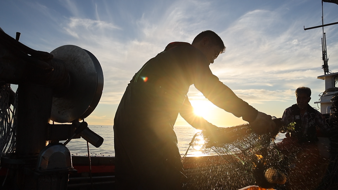 부성애로 잡아올린 삼척문어