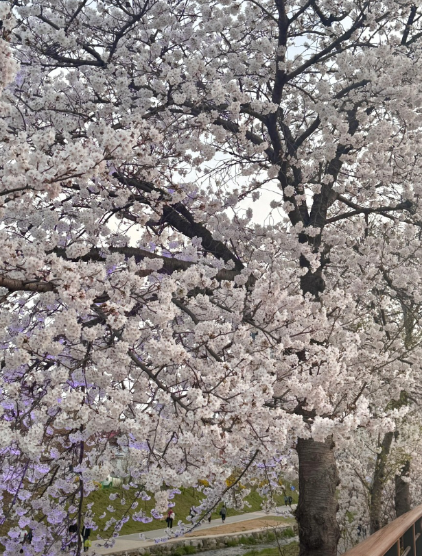 충남 벚꽃 명소 드라이브 코스 베스트 5 (각원사, 원성천, 공주 동학사, 서산 문수사, 서산 개심사 )