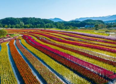 철원 고석정 꽃축제
