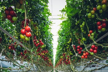 토마토 방울 토마토 키우기, 파종/육묘/지지대/가지치기/병충해