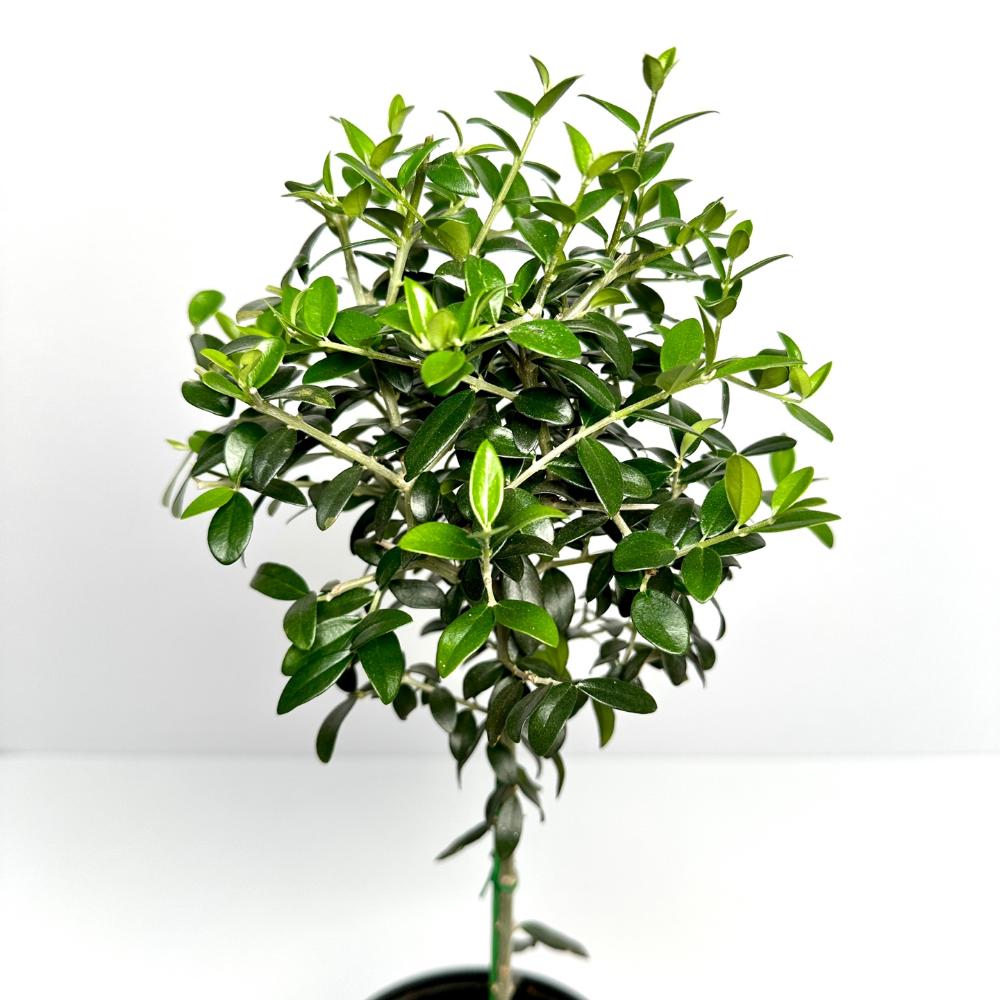 올리브나무 집에서 키우기 키우는방법