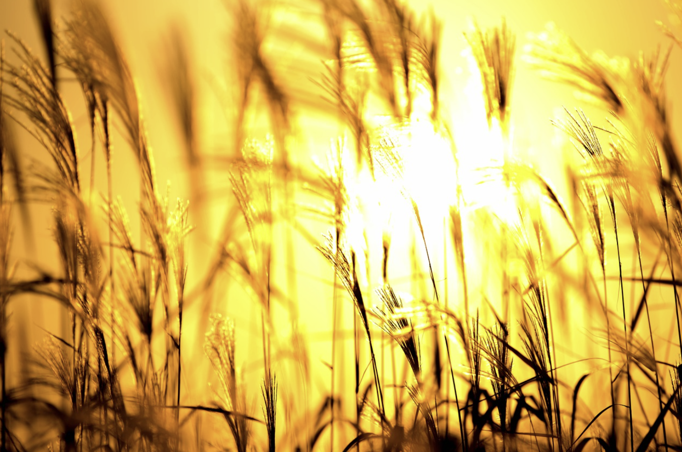 하늘공원 억새축제