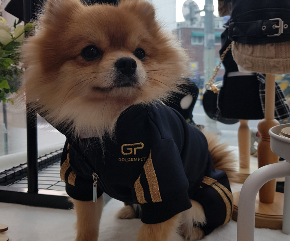 포메라니안
남아
트레이닝복을 입은 모습