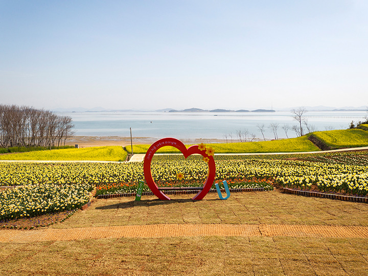 신안 선도 수선화축제 일정 주차 프로그램 총정리