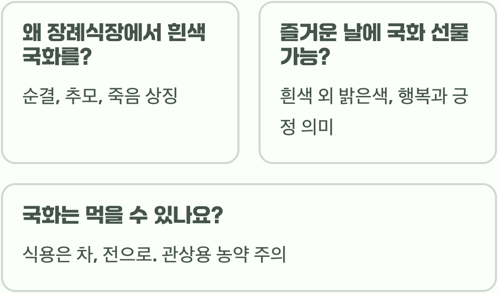 국화 꽃말과 색상별 의미