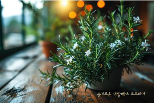 로즈마리3