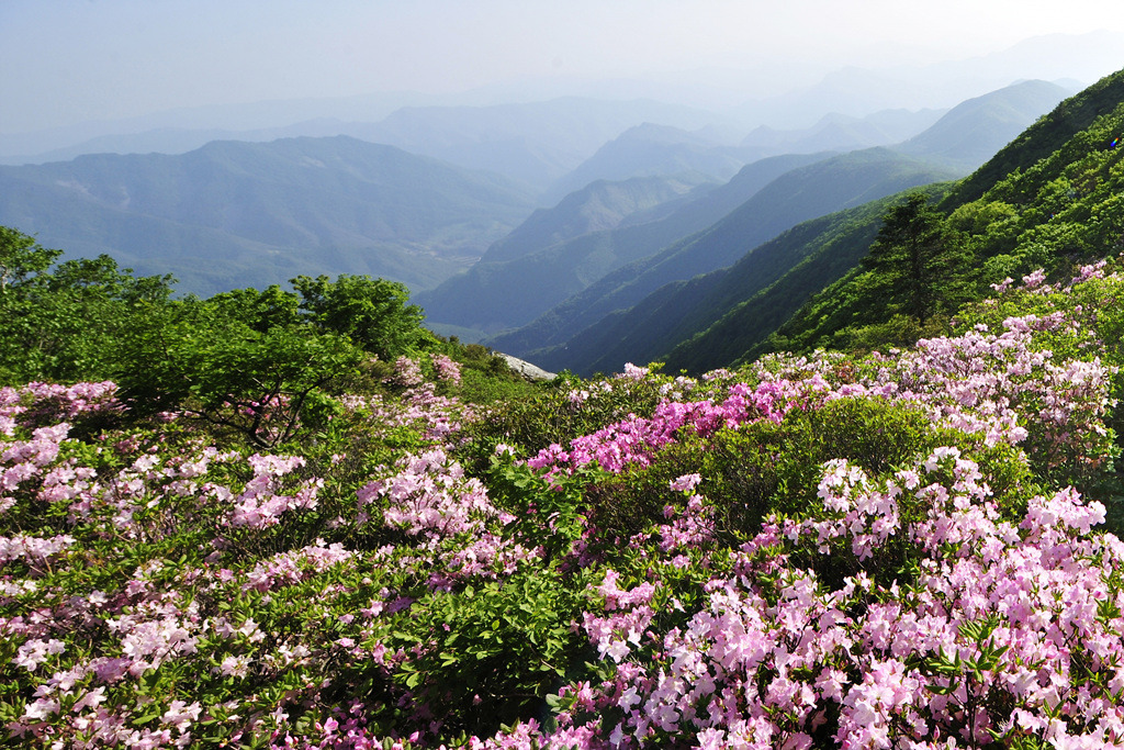2025 두위봉 철쭉축제 & 산맥페스티벌 일정·등산코스·공연 총정리 (6.13~14)