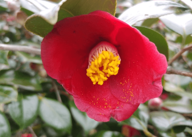 힐링동백숲길_동백꽃