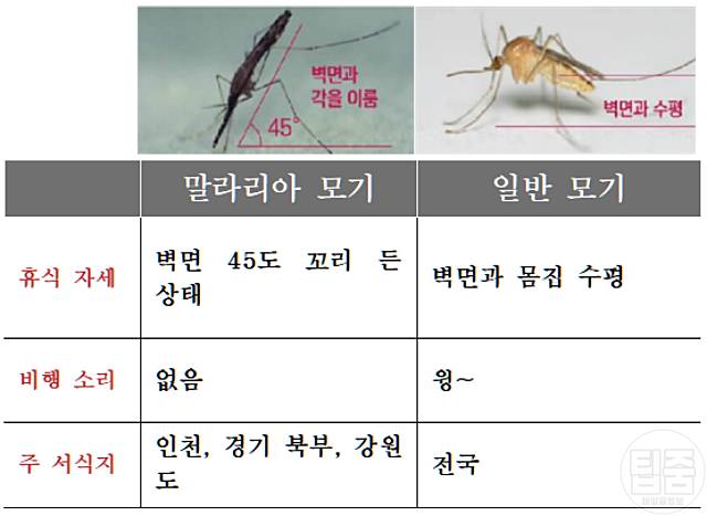 말라리아 증상 원인 말라리아 모기 물린 자국 차이