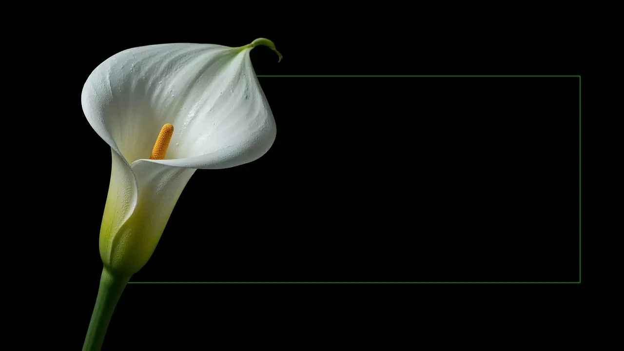 장례식장 예절 절하는 방법