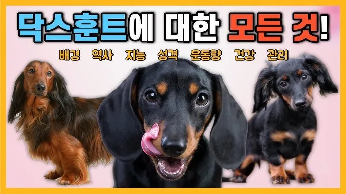 닥스훈트 순종 가격 성격 분양가격 장단점_6