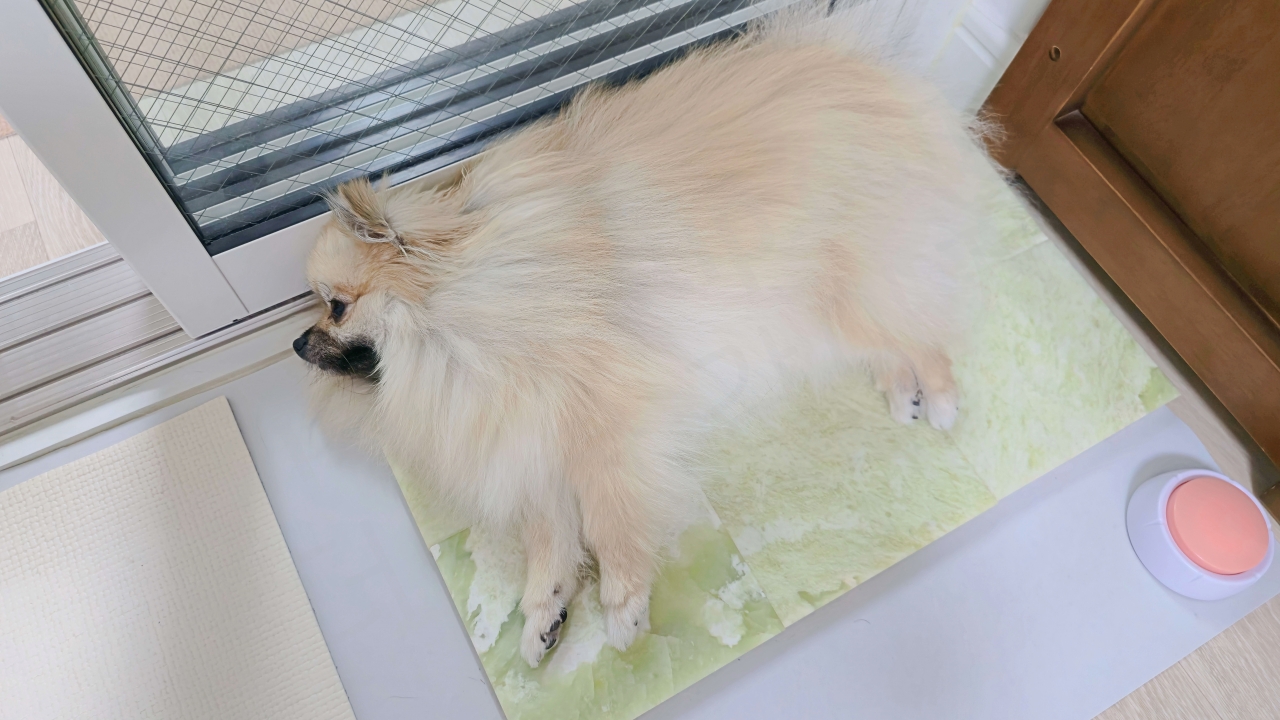 여름철 강아지 체온 낮추는 옥돌 침대 사용 모습