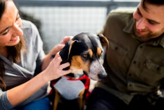 식용개 보상 개고기 식용 금지법 보상 식용개 사육농가 마리당 최대 60만원