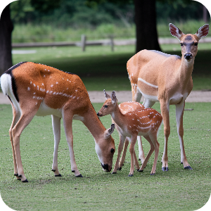 사슴 가족 이미지