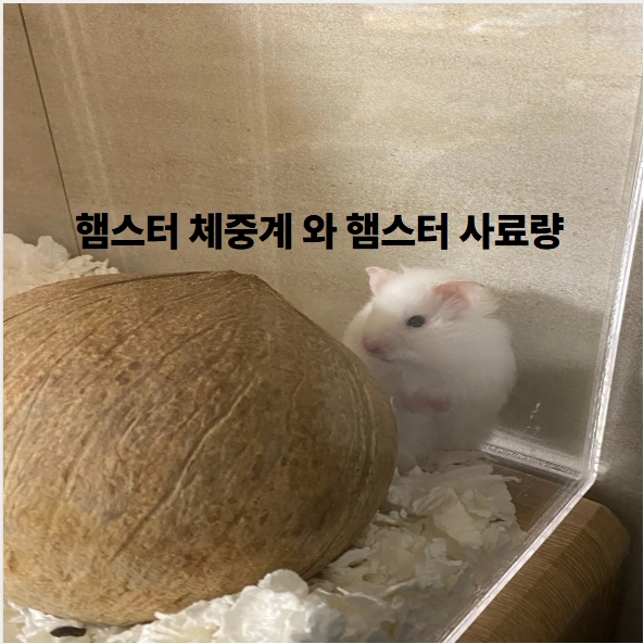 햄스터 체중계 와 햄스터 사료량 계산하기
