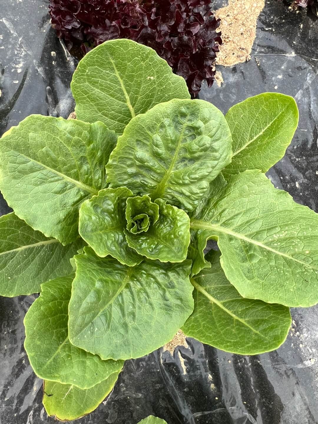 잘 자란 쌈채소