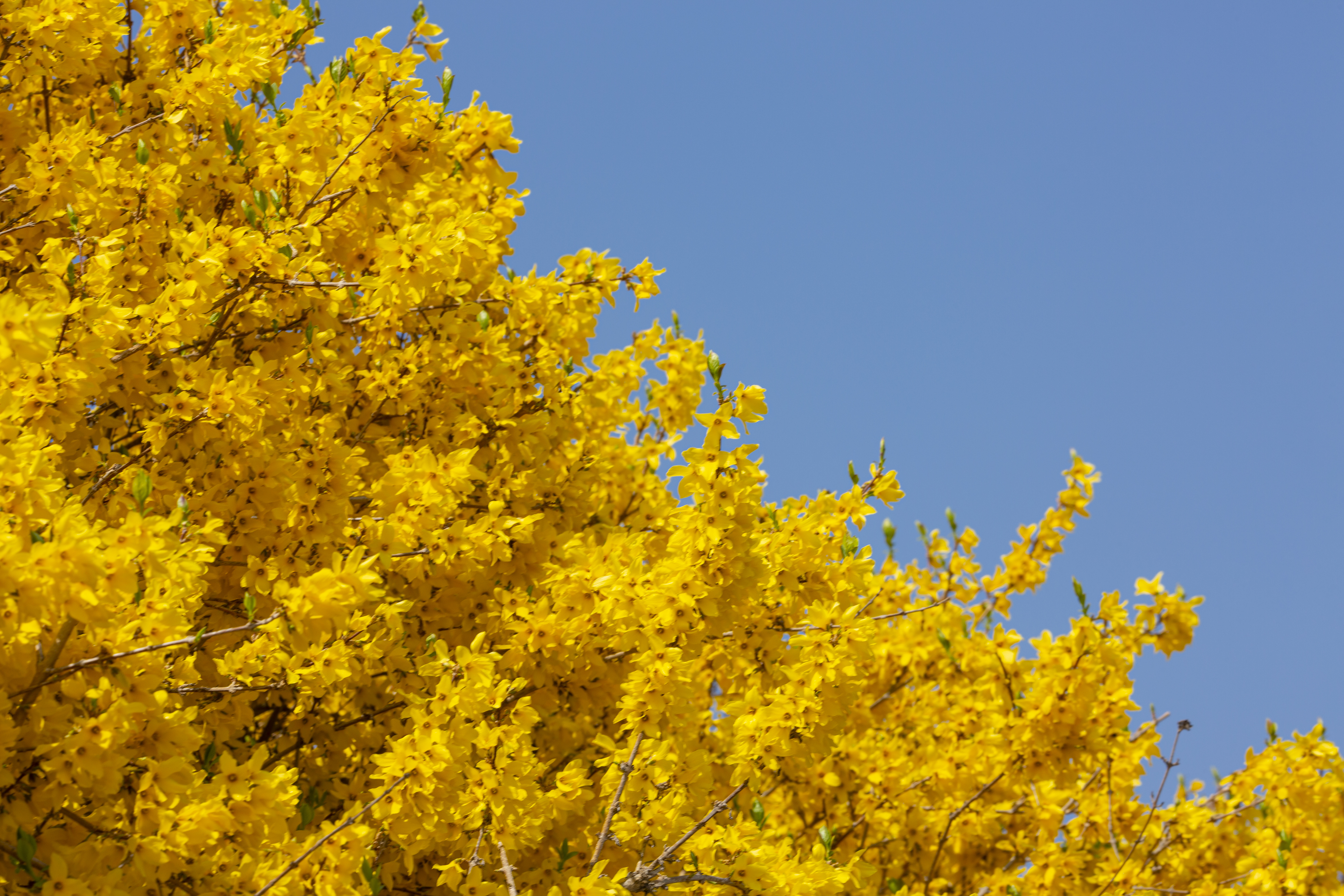 숨은 봄꽃 명소