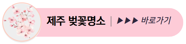 제주 벚꽃명소 바로가기