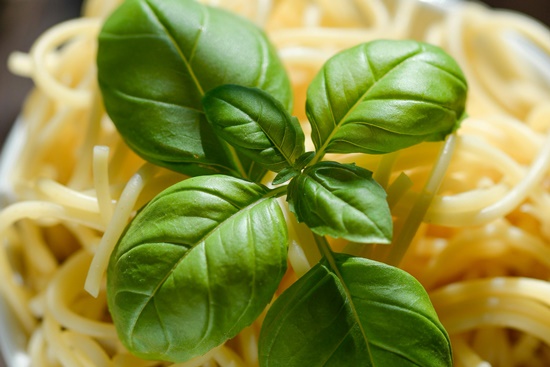 향긋한 식용 허브 "바질 기르기" 파종/물주기/순지르기/특성/활용 레시피