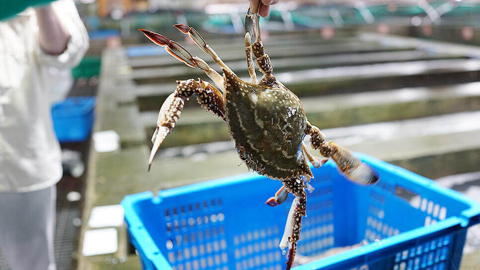 극한직업 진도 꽃게 택배 주문하기