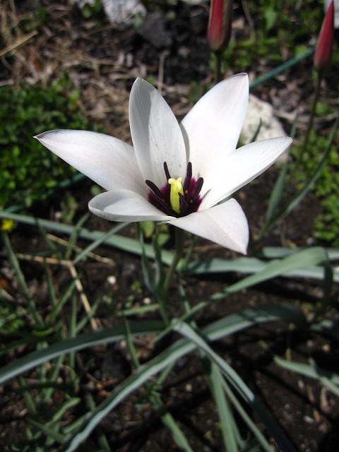 흰꽃나도사프란