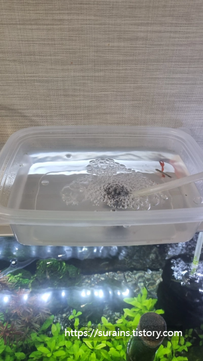 구피 꼬리마름병 갈라짐 네오테라 약욕 사용법 후기